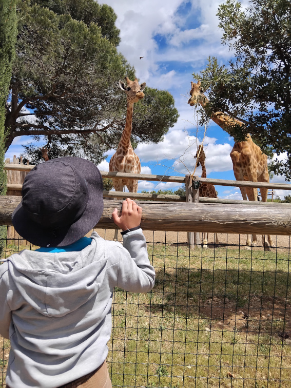 jeune girafe jeune girafe