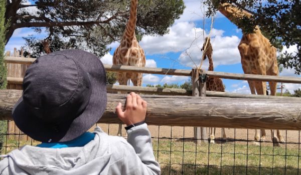 jeune girafe